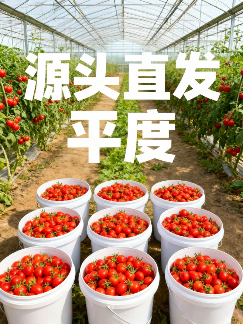 平度釜山88小番茄产地直批高糖多汁无中间商