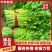 芹菜河南芹菜产地直发保质保量量大从优对接全国