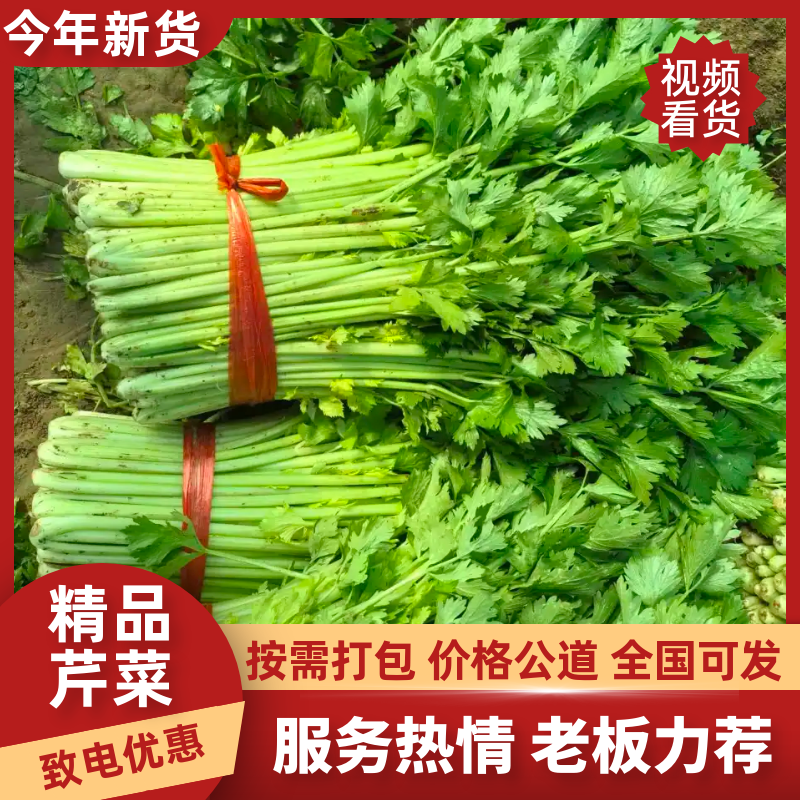 芹菜河南芹菜产地直发保质保量量大从优对接全国