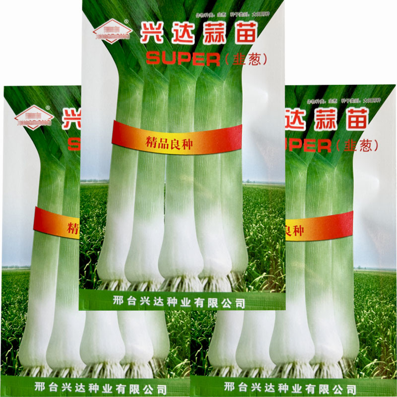 韭葱种子蒜苗种籽海蒜宽叶味辣甜耐寒四季高产