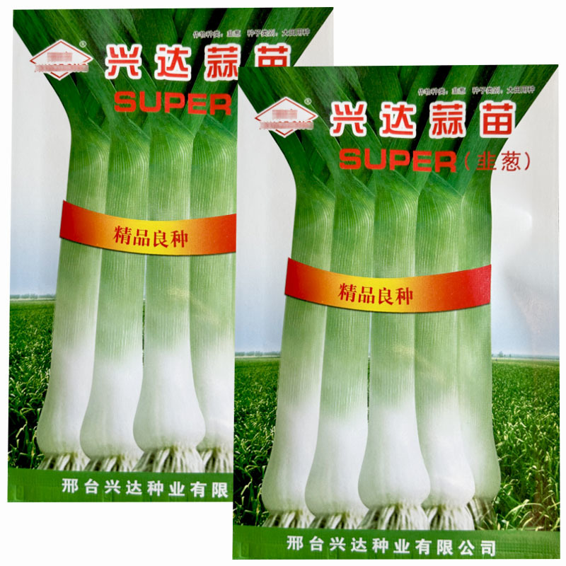 韭葱种子蒜苗种籽海蒜宽叶味辣甜耐寒四季高产