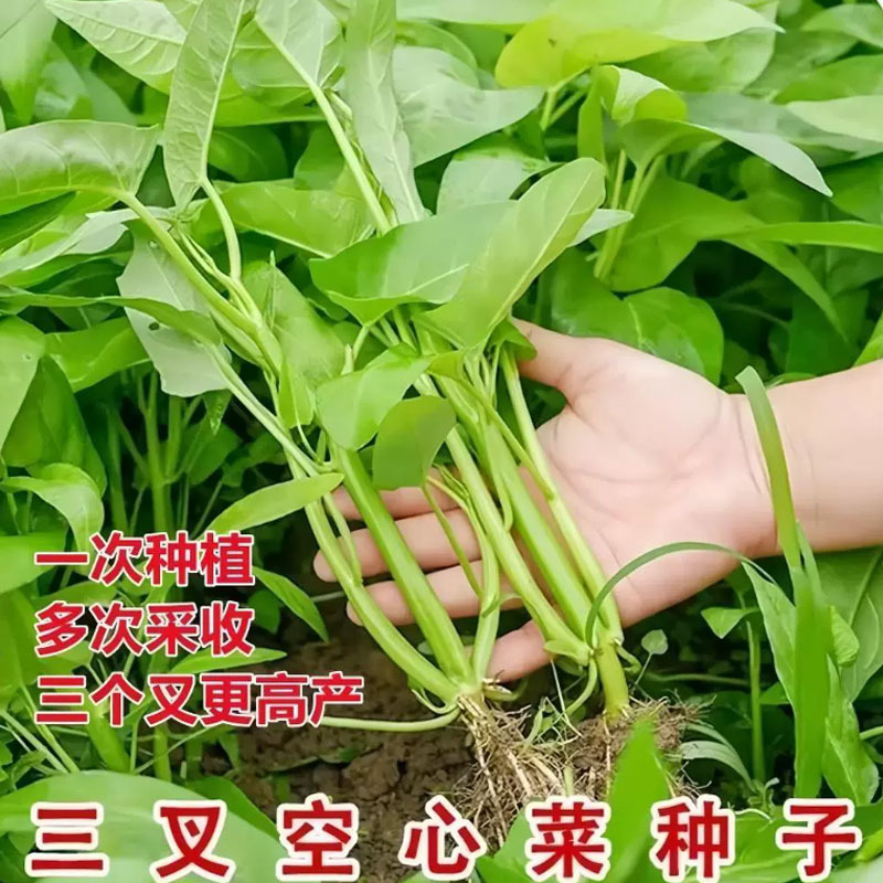 三叉空心菜种子一籽耐热纯度高叶片大三叉旱地水地种植