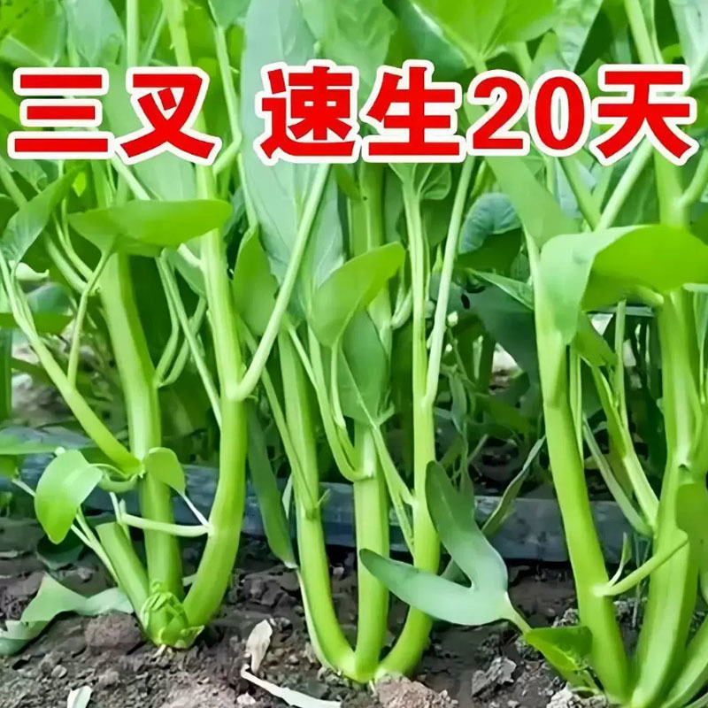 三叉空心菜种子一籽耐热纯度高叶片大三叉旱地水地种植