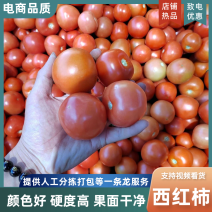 四川攀枝花西红柿硬粉西红柿番茄产地直发现摘现发