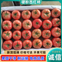 四川攀枝花西红柿大红西红柿番茄产地直发现摘现发