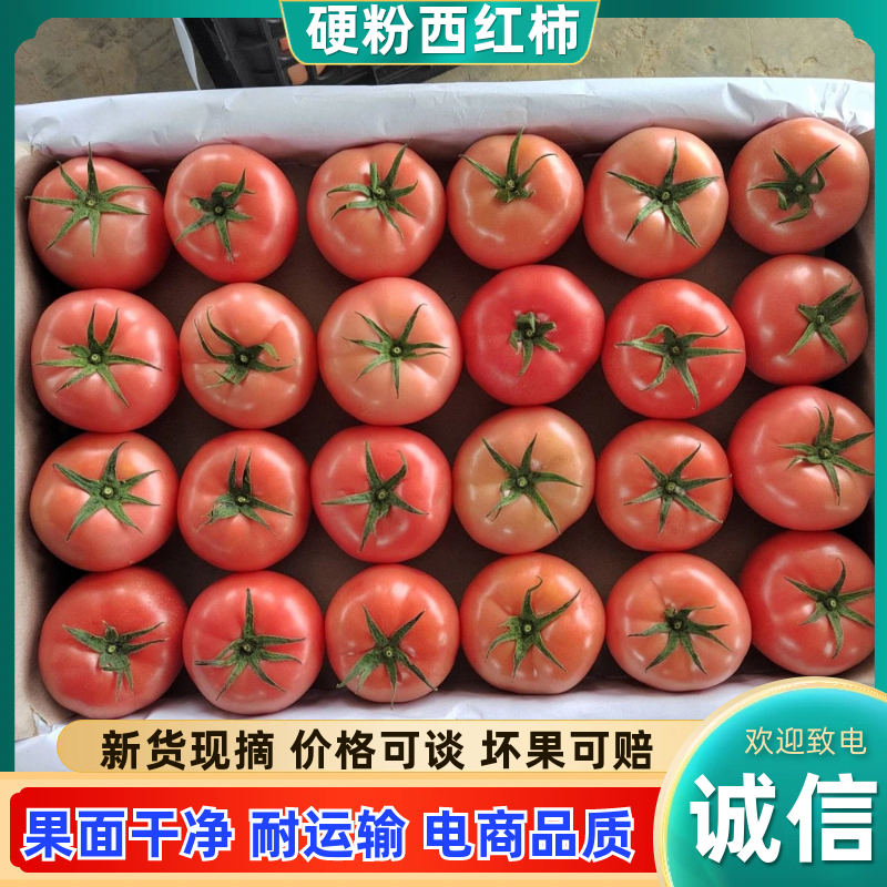 四川攀枝花西红柿大红西红柿番茄产地直发现摘现发