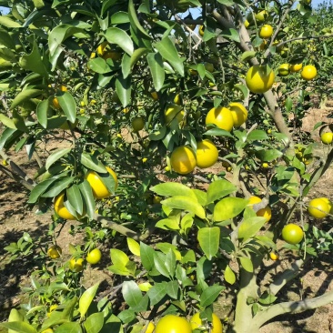 廉江正宗红江橙新鲜采摘皮薄汁多够甜食过返寻味