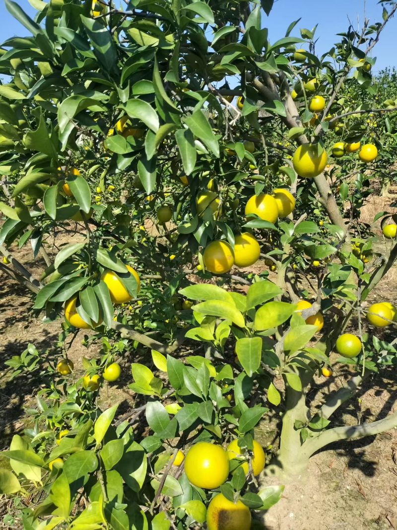 廉江正宗红江橙新鲜采摘皮薄汁多够甜食过返寻味