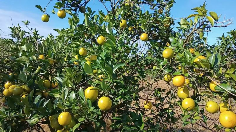 廉江正宗红江橙新鲜采摘皮薄汁多够甜食过返寻味