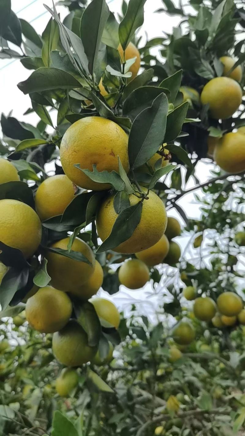 廉江正宗红江橙新鲜采摘皮薄汁多够甜食过返寻味