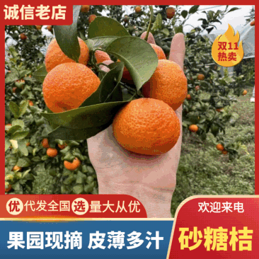 砂糖橘，品质保证，原产区供货，专做高端品质，对接全国客户
