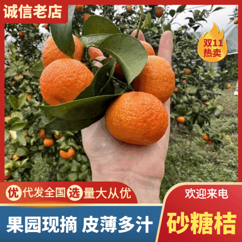 砂糖橘，品质保证，原产区供货，专做高端品质，对接全国客户