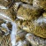 青泡椒辣椒小米椒泡椒厂家直发专业做泡椒长期供货欢迎电联