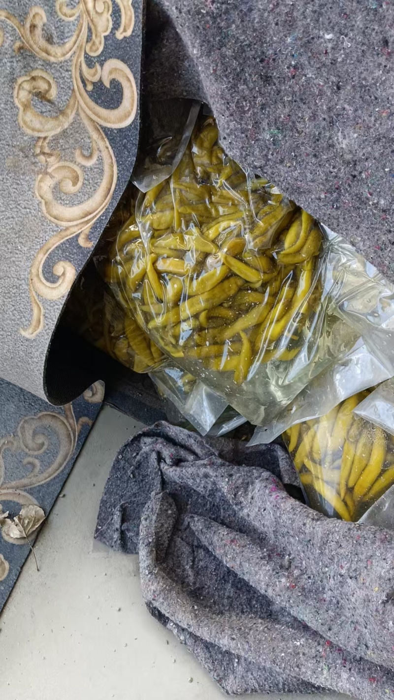 青泡椒辣椒小米椒泡椒厂家直发专业做泡椒长期供货欢迎电联