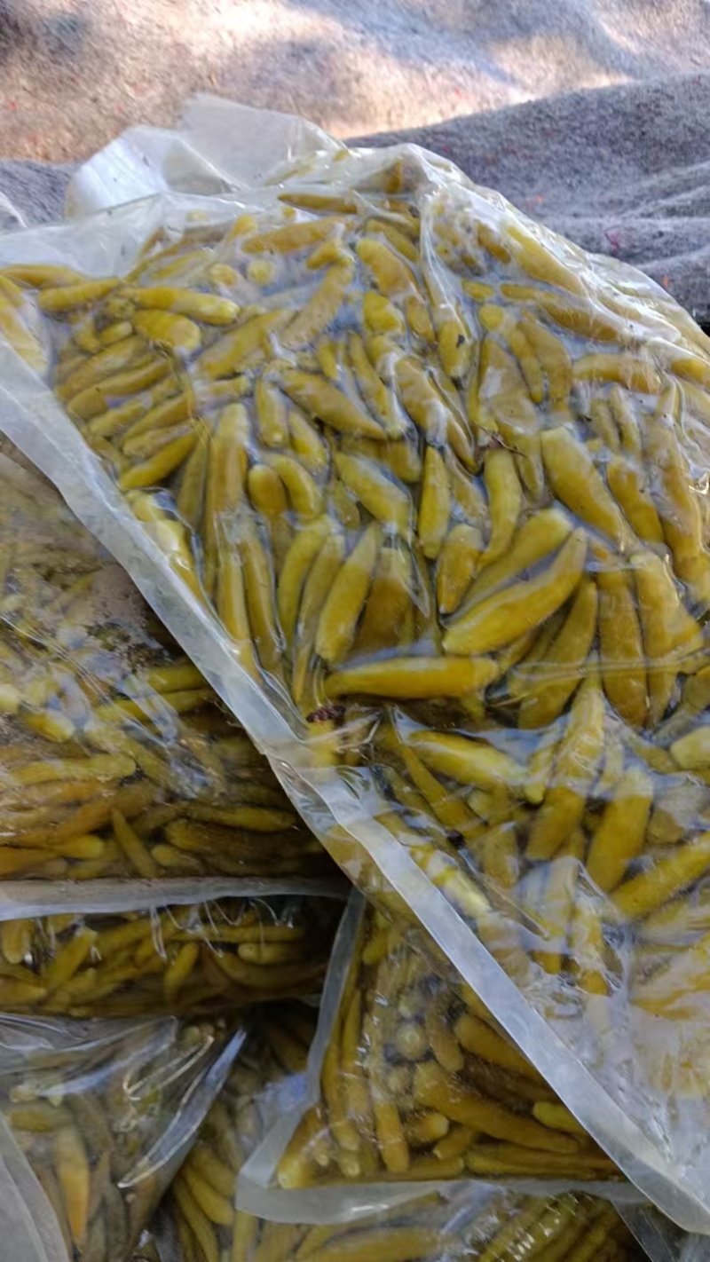 青泡椒辣椒小米椒泡椒厂家直发专业做泡椒长期供货欢迎电联