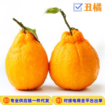 对接电商一件代发四川不知火丑橘柑橘供应各大平台当季时令新