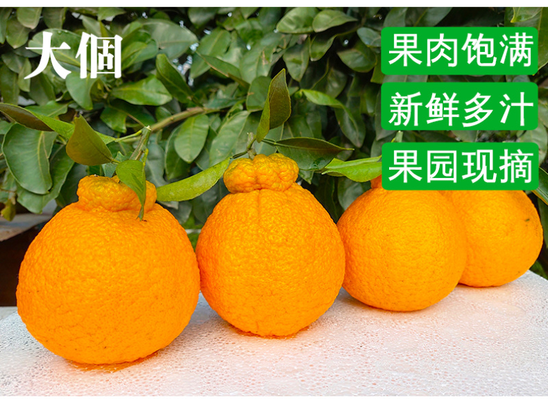 对接电商一件代发四川不知火丑橘柑橘供应各大平台当季时令新
