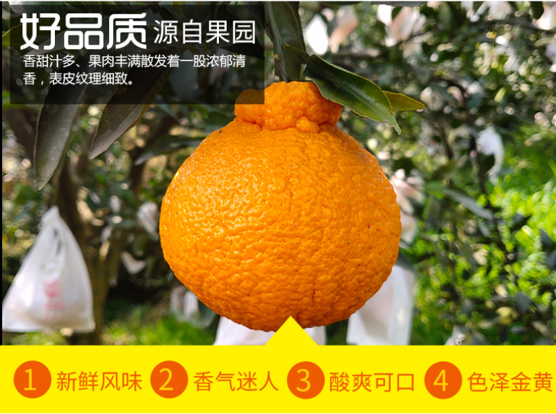 对接电商一件代发四川不知火丑橘柑橘供应各大平台当季时令新
