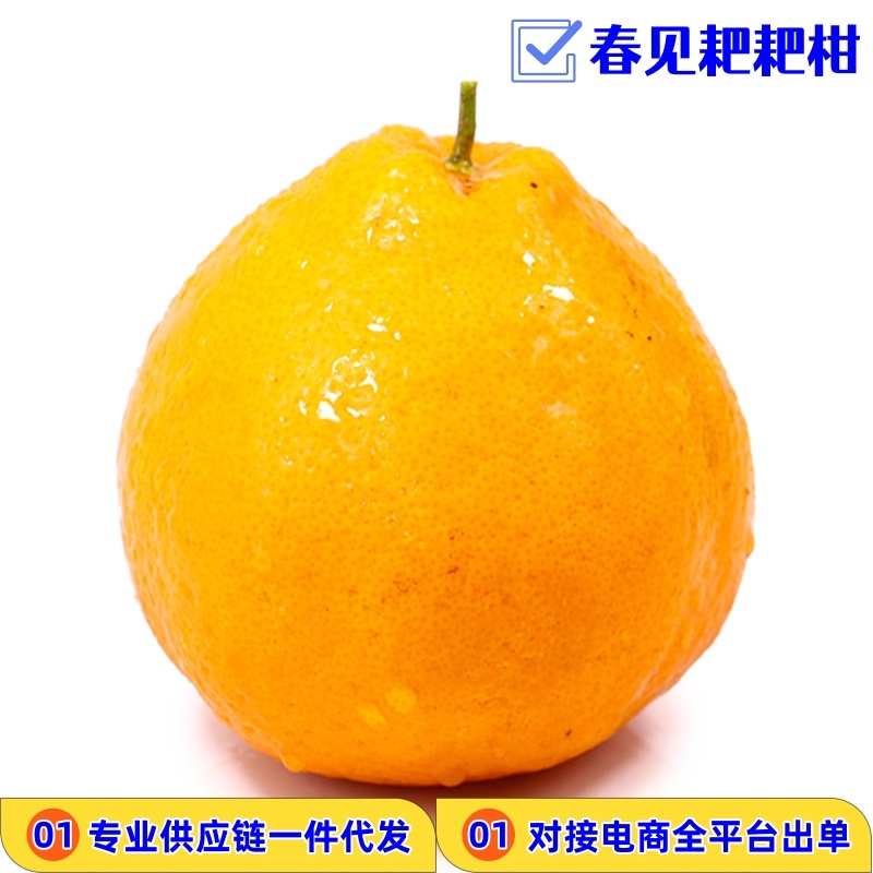 一件代发四川春见耙耙柑当季柑橘对接直播等电商各大平台