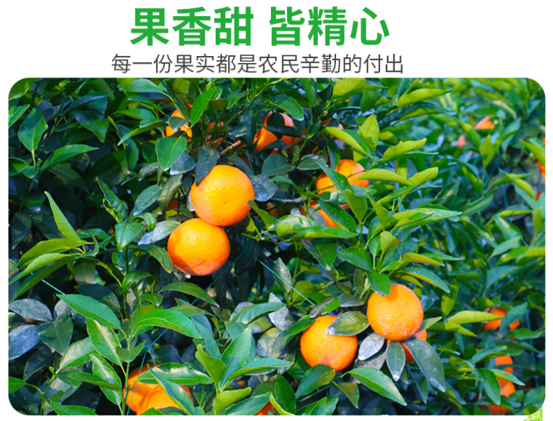 一件代发四川春见耙耙柑当季柑橘对接直播等电商各大平台