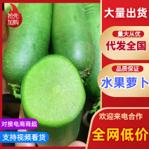 山东潍坊水果萝卜大量上市供货至春节农户负责拨萝卜装车免费