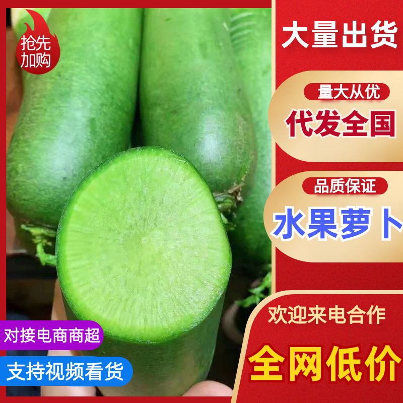 山东潍坊水果萝卜大量上市供货至春节农户负责拨萝卜装车免费