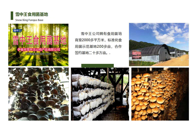 精品秋木耳碗耳老鼠耳，东北发货正宗黑木耳