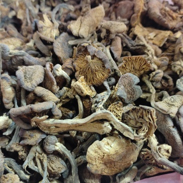 榛蘑，全国发货，精品质量，需要联系，全年有货