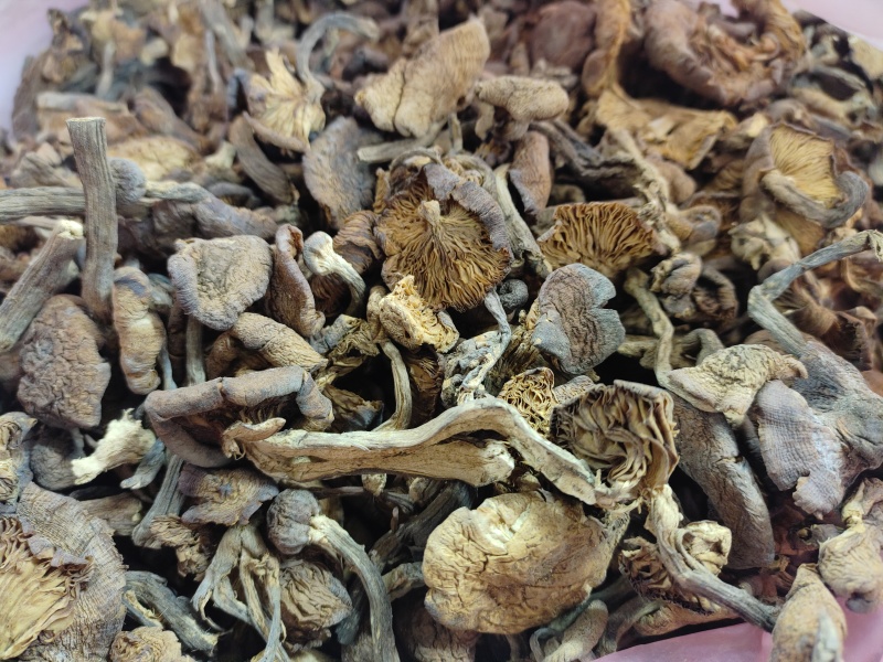 榛蘑，全国发货，精品质量，需要联系，全年有货