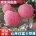 《常年出售》红富士苹果规格齐全随到随装大量现货供应