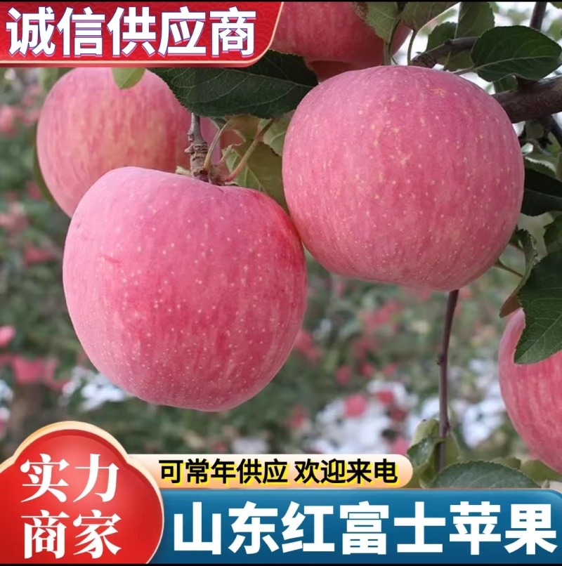 《常年出售》红富士苹果规格齐全随到随装大量现货供应