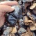 黑灵芝山东灵芝养殖基地直发保质保量货真价实
