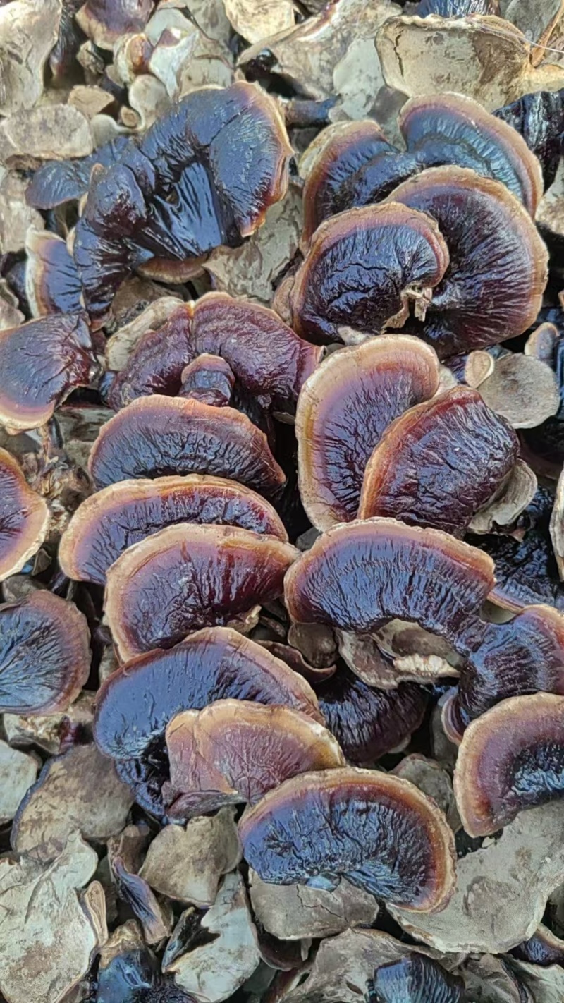 金边灵芝灵芝基地直发保质保量量大优惠对接全国