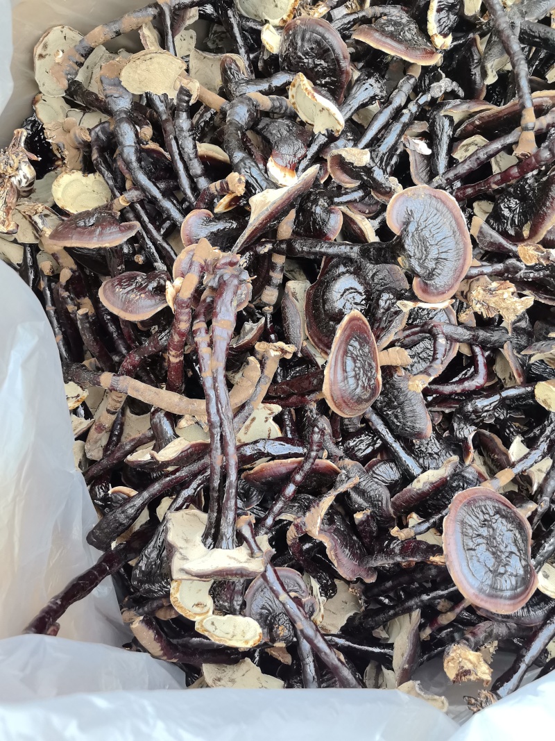 金边灵芝灵芝基地直发保质保量量大优惠对接全国