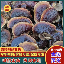 金边灵芝灵芝基地直发保质保量量大优惠对接全国