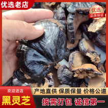 黑灵芝山东灵芝养殖基地直发保质保量货真价实