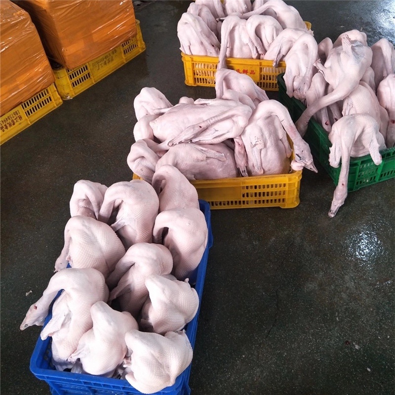 广东黑棕白条鹅基地直供口感鲜嫩量大从优欢迎选购