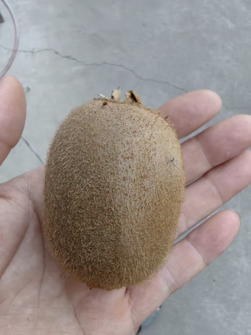 徐香猕猴桃产地直发一手货源支持视频看货量大价优来电