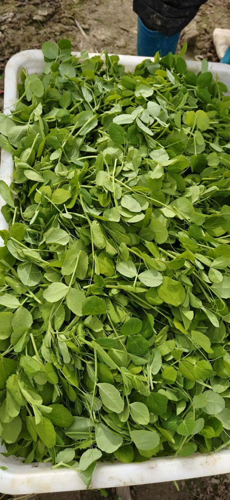 【豆苗】大叶豆苗儿即将上市，规格齐全大叶豆苗热销中。