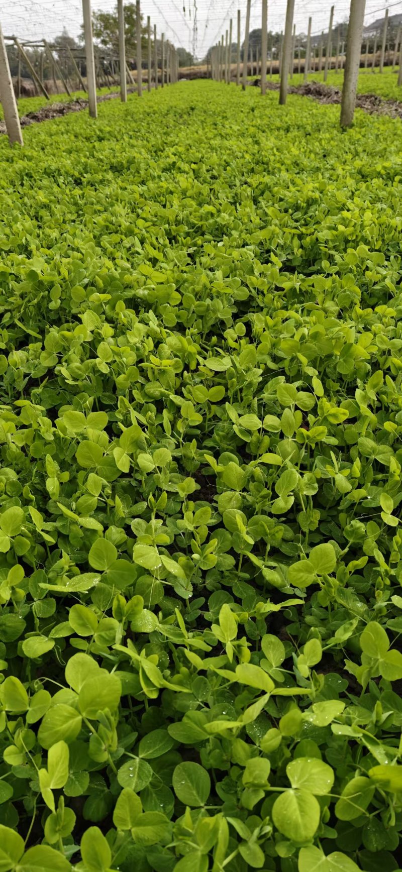 【豆苗】大叶豆苗儿即将上市，规格齐全大叶豆苗热销中。