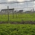 【豆苗】大叶豆苗儿即将上市，规格齐全大叶豆苗热销中。