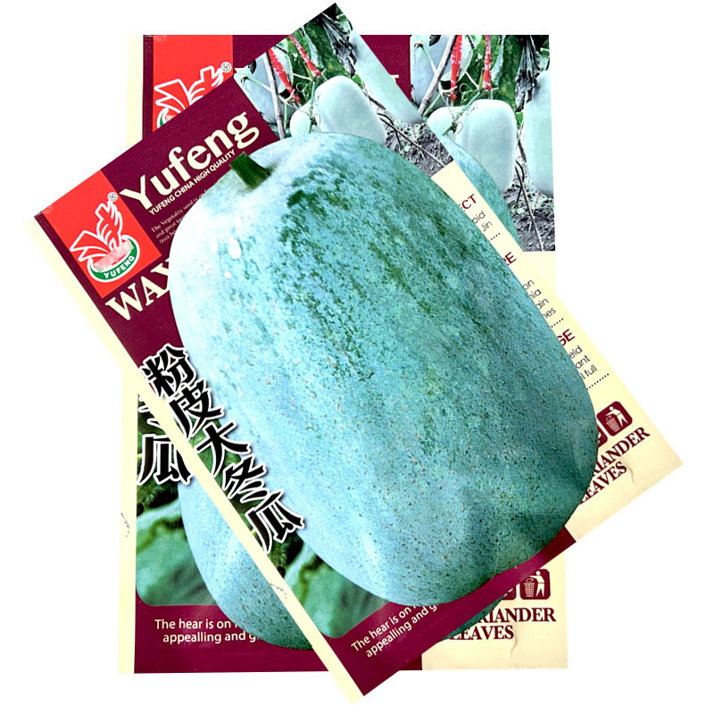 粉皮大冬瓜种子早熟肉厚高产白皮大节瓜春秋种植