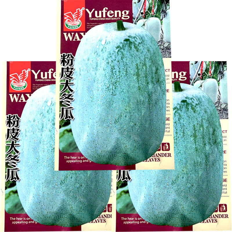 粉皮大冬瓜种子早熟肉厚高产白皮大节瓜春秋种植
