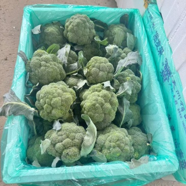 西兰花湖北西兰花产地直发保质保量对接全国等
