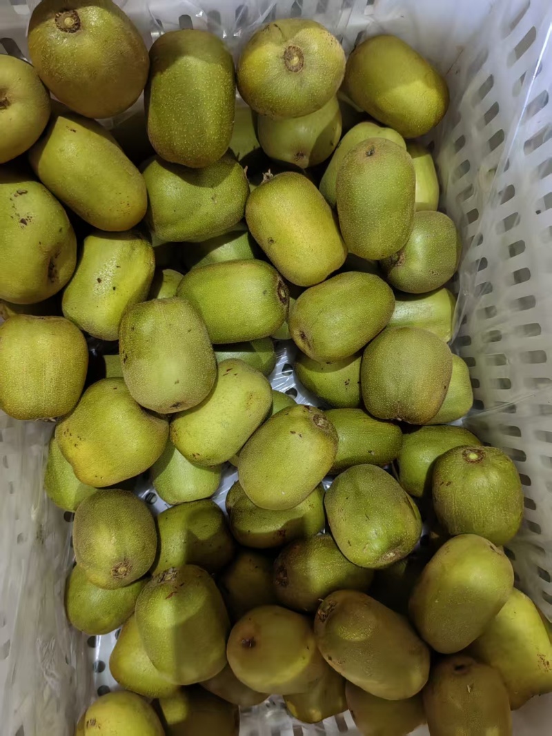 红心猕猴桃现摘现发品质保证价格优惠欢迎来电详谈