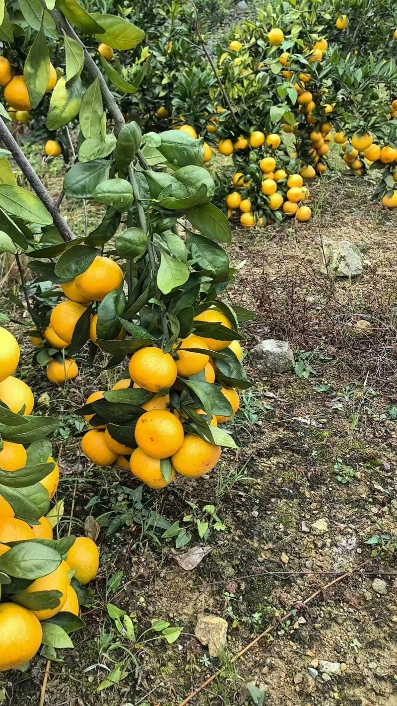 【精品】涌泉蜜橘宫川蜜桔货源充足量大从优欢迎采购