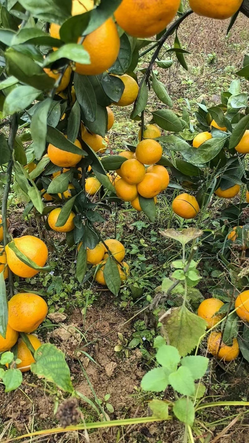 【精品】涌泉蜜橘宫川蜜桔货源充足量大从优欢迎采购