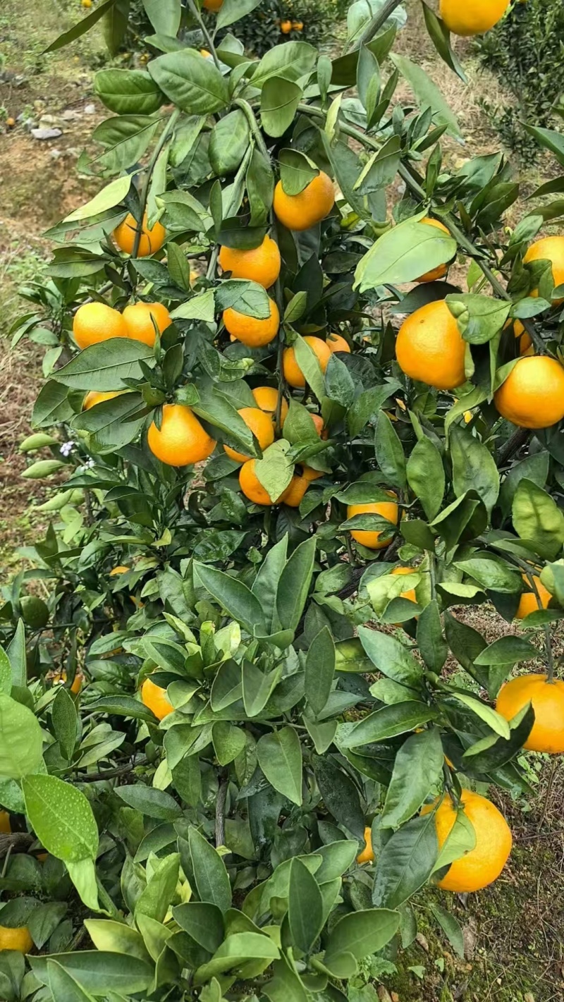 【精品】涌泉蜜橘宫川蜜桔货源充足量大从优欢迎采购