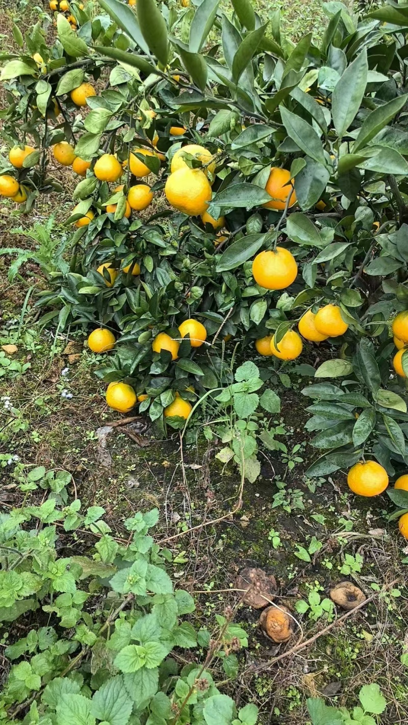 【精品】涌泉蜜橘宫川蜜桔货源充足量大从优欢迎采购