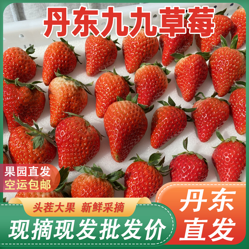 正宗丹东九九草莓久久红颜草莓产地直发新鲜水果批发代发